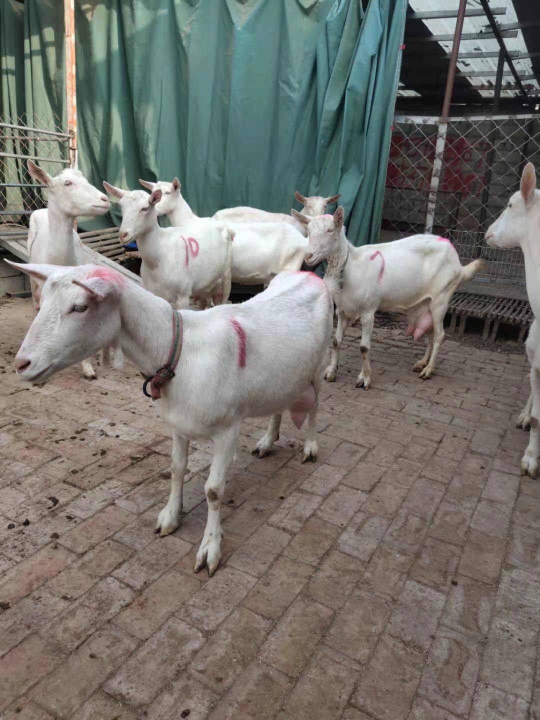 萨能奶山羊品种图片